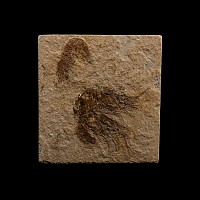 Natural History - Fossil Shrimps