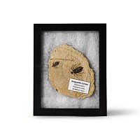 Natural History - Fossil Dragon Fly Larvae