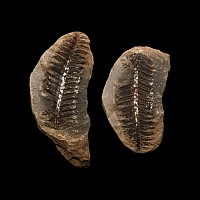 Natural History - Fossil Fern Nodules