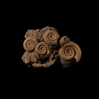 Natural History - Fossil Dactylioceras Ammonites