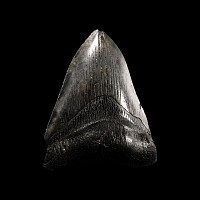 Natural History - Megalodon Giant Shark Fossil Tooth