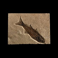 Natural History - Mioplosus Fossil Fish
