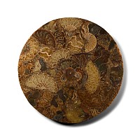 Natural History - Polished Fossil Ammonite Platter
