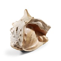 Natural History - Large Conch Shell