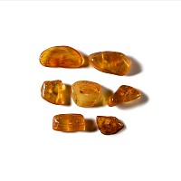 Natural History - Insects in Baltic Amber Group
