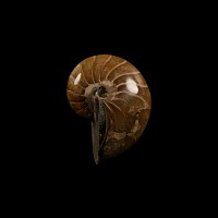Natural History - Polished Fossil Nautilus