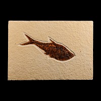 Natural History - Fossil Diplomystus Fish