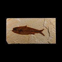Natural History - Knightia Fossil Fish