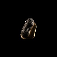 Natural History - Fossil Spatulformis Trilobite