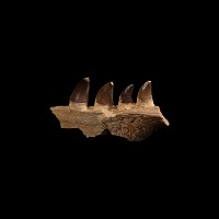 Natural History - Mosasaur Fossil Partial Jaw with Teeth