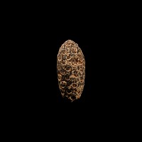 Natural History - Fossil Pine Cone