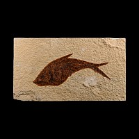 Natural History - Fossil Diplomystus Fish
