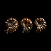 Natural History - Polished Douvilleiceras Ammonite Group