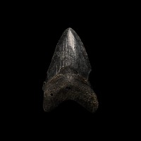 Natural History - Megalodon Giant Shark Fossil Tooth