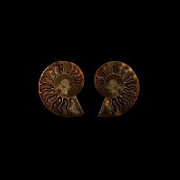Natural History - Cut and Polished Fossil Ammonite
