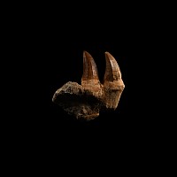 Natural History - Mosasaur Fossil Partial Jaw with Teeth