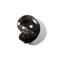 Natural History - Fossil Sporadoceras Goniatite