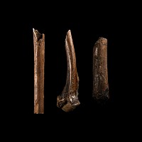 Natural History - Fossil Bird Bone Group