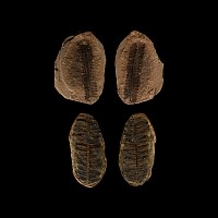 Natural History - Fossil Seed Fern Pair