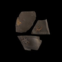 Natural History - Fossil Brittle Star Group