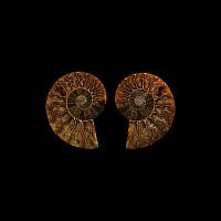 Natural History - Cut and Polished Fossil Ammonite