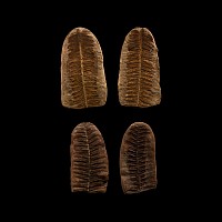 Natural History - Fossil Seed Fern Pair