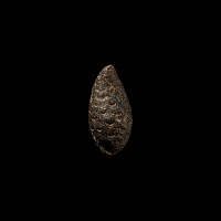 Natural History - Fossil Pine Cone