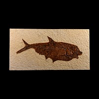 Natural History - Fossil Diplomystus Fish