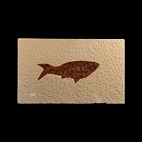 Natural History - Knightia Fossil Fish
