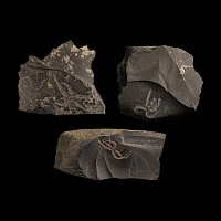 Natural History - Fossil Brittle Star Group