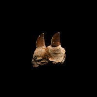 Natural History - Mosasaur Fossil Partial Jaw with Teeth