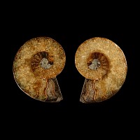 Natural History - Cut and Polished Fossil Ammonite