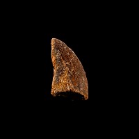 Natural History - Fossil 'African T-rex' Dinosaur Tooth