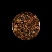 Natural History - Fossil Ammonite Plate