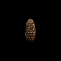 Natural History - Fossil Pine Cone