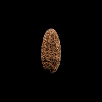 Natural History - Fossil Pine Cone