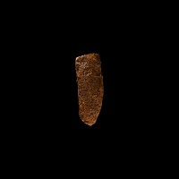 Natural History - Fossil Amphibian Coprolite