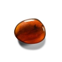 Natural History - Insect in Baltic Amber