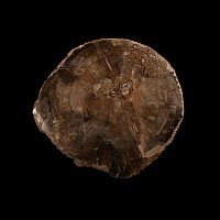 Natural History - Fossilised Wood Slice