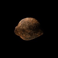 Natural History - Fossil Amphibian Coprolite