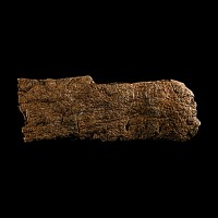 Natural History - Fossil Triceratops Dinosaur Frill Bone Section