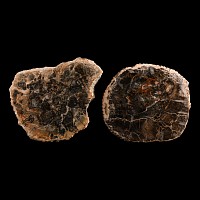 Natural History - Fossilised Wood Slice Pair