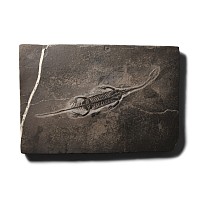 Natural History - Fossil Keichousaurus Marine Reptile Skeleton