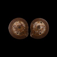 Natural History - Cut and Polished Fossil Ammonite