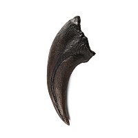 Natural History - Tyrannosaurus Rex Dinosaur Foot Claw Replica