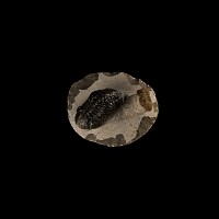 Natural History - Fossil Megalomanicus Trilobites