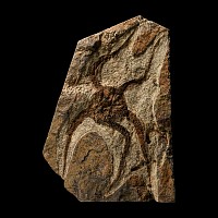 Natural History - Fossil Brittlestar