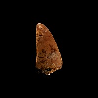Natural History - Fossil 'African T-rex' Dinosaur Tooth