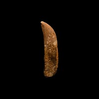 Natural History - Fossil African 'T-rex' Dinosaur Tooth with Root