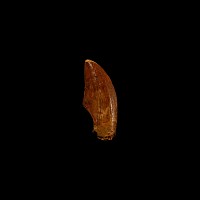 Natural History - Fossil 'African T-rex' Dinosaur Tooth